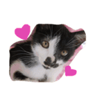 はちわれ猫のおむすび（個別スタンプ：7）