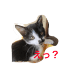 はちわれ猫のおむすび（個別スタンプ：8）