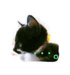 はちわれ猫のおむすび（個別スタンプ：9）
