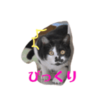 はちわれ猫のおむすび（個別スタンプ：11）