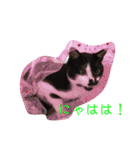 はちわれ猫のおむすび（個別スタンプ：12）