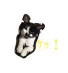 はちわれ猫のおむすび（個別スタンプ：13）