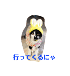 はちわれ猫のおむすび（個別スタンプ：14）