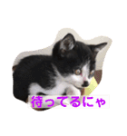 はちわれ猫のおむすび（個別スタンプ：15）
