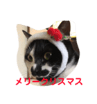はちわれ猫のおむすび（個別スタンプ：16）