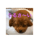 トイプードルパピー、もなの毎日（個別スタンプ：4）