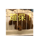 トイプードルパピー、もなの毎日（個別スタンプ：8）