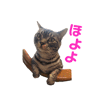 気まぐれダーちゃん（個別スタンプ：1）