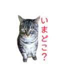 気まぐれダーちゃん（個別スタンプ：2）