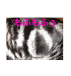 気まぐれダーちゃん（個別スタンプ：13）