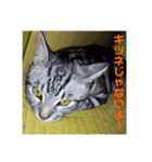 気まぐれダーちゃん（個別スタンプ：14）