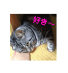 気まぐれダーちゃん（個別スタンプ：15）