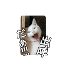 白ねこ＆黒猫（個別スタンプ：13）