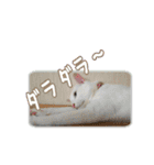 白ねこ＆黒猫（個別スタンプ：24）