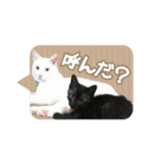 白ねこ＆黒猫（個別スタンプ：25）