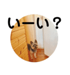ヨークシャテリア いち君（個別スタンプ：1）