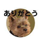 ヨークシャテリア いち君（個別スタンプ：2）