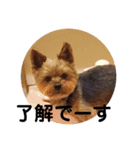 ヨークシャテリア いち君（個別スタンプ：3）