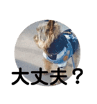 ヨークシャテリア いち君（個別スタンプ：4）