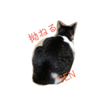 はなSEN スタンプ（個別スタンプ：2）