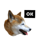 柴犬と英語（個別スタンプ：1）