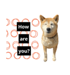 柴犬と英語（個別スタンプ：3）