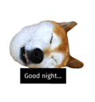 柴犬と英語（個別スタンプ：5）
