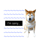 柴犬と英語（個別スタンプ：6）
