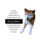 柴犬と英語（個別スタンプ：10）