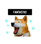 柴犬と英語（個別スタンプ：11）