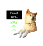 柴犬と英語（個別スタンプ：12）