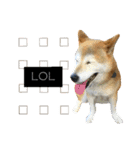 柴犬と英語（個別スタンプ：13）