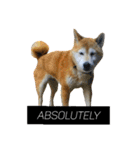 柴犬と英語（個別スタンプ：14）