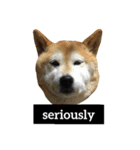 柴犬と英語（個別スタンプ：15）