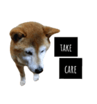 柴犬と英語（個別スタンプ：16）