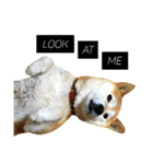 柴犬と英語（個別スタンプ：17）