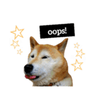 柴犬と英語（個別スタンプ：18）