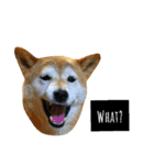 柴犬と英語（個別スタンプ：20）