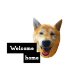 柴犬と英語（個別スタンプ：21）