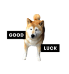 柴犬と英語（個別スタンプ：22）