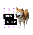 柴犬と英語（個別スタンプ：23）