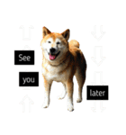 柴犬と英語（個別スタンプ：24）