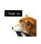 柴犬と英語（個別スタンプ：25）
