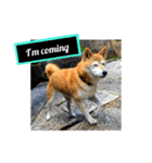柴犬と英語（個別スタンプ：26）