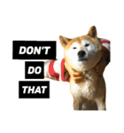 柴犬と英語（個別スタンプ：27）