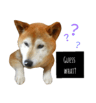 柴犬と英語（個別スタンプ：28）