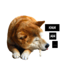 柴犬と英語（個別スタンプ：29）