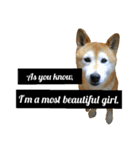 柴犬と英語（個別スタンプ：30）