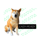 柴犬と英語（個別スタンプ：31）