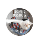 ヒナタの日常②（個別スタンプ：24）